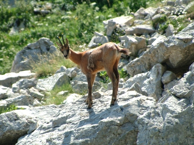 Camoscio d''Abruzzo Rupicapra pyrenaica ornata